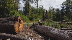 Best Tree Risk Assessment  in Arroyo Grande, CA