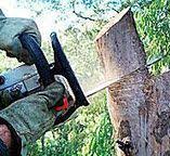Best Storm Damage Tree Cleanup  in Arroyo Grande, CA